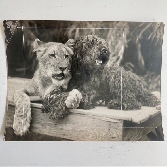 Lot of 5 Vintage Nature Magazine Press Photos 1927 - Picture 4 of 11